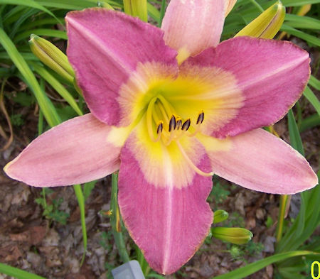 Photo of JOSIE BENNETT